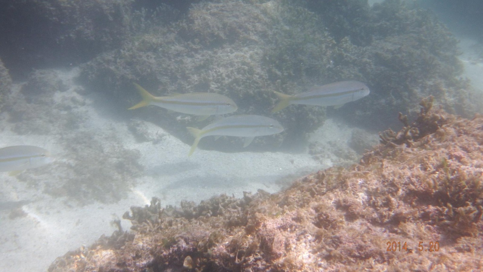 Estudio de biodiversidad marina: peces sobre arrecife rocoso