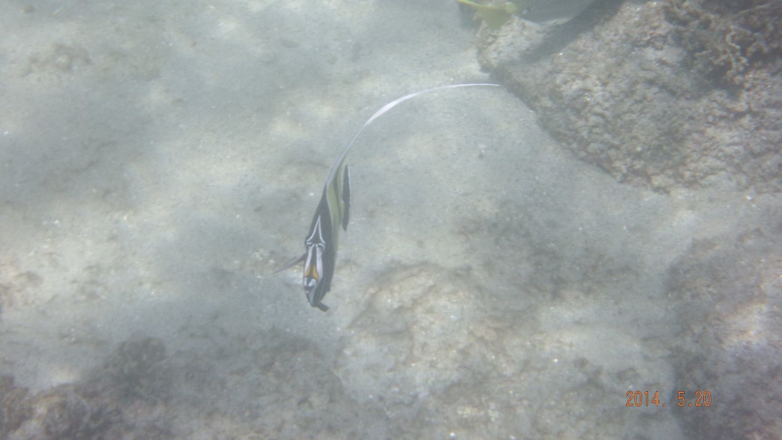 Fauna registrada en el sitio del proyecto
