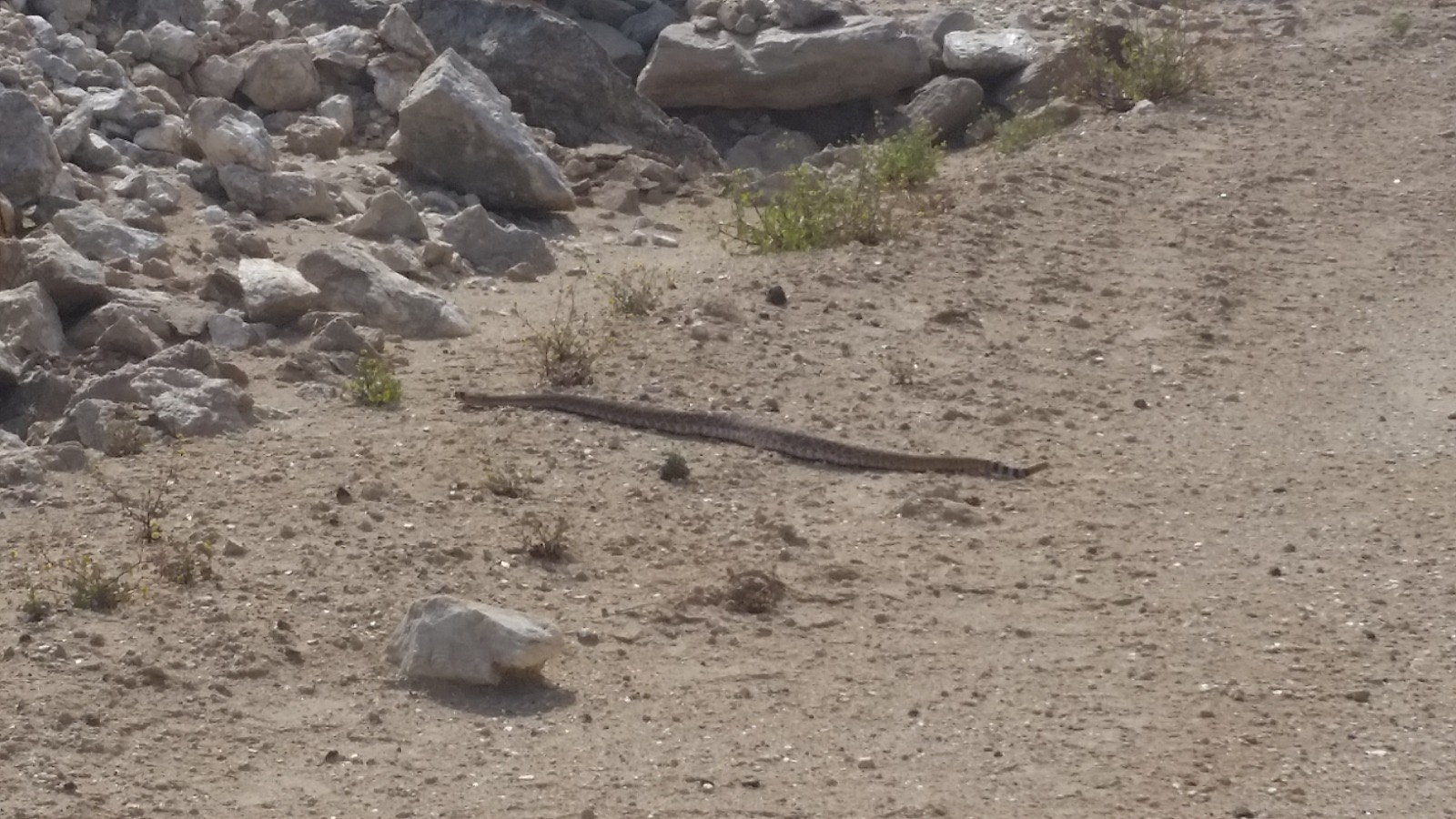 Serpiente entre rocas documentada en recorrido de fauna