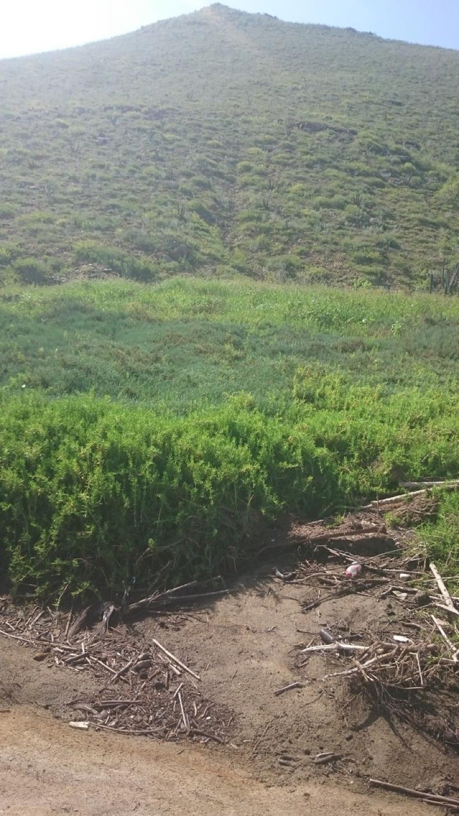 Equipo técnico realizando recorrido de campo y estudio ambiental en matorral sarcocaule